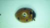 Coccinella septempunctata